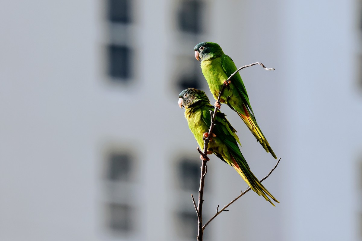 Blue-crowned Parakeet - ML646739495