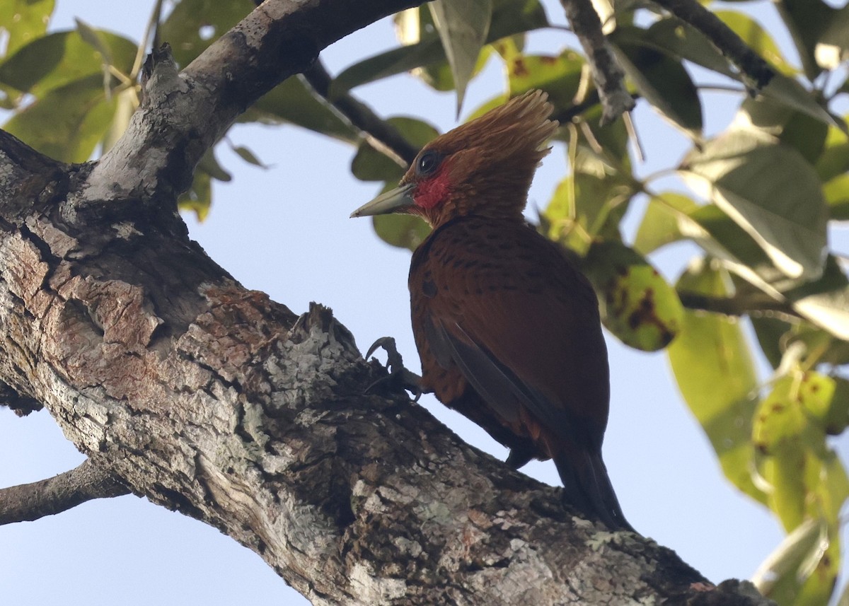 Chestnut-colored Woodpecker - ML646739496