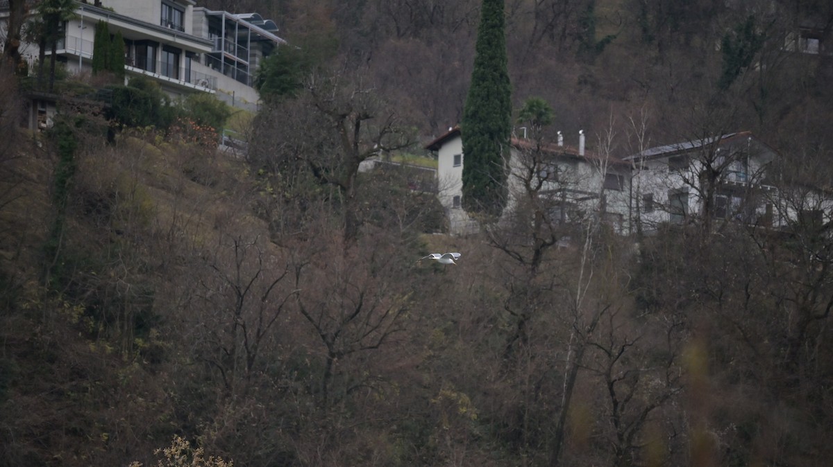 Yellow-legged Gull - ML646739497