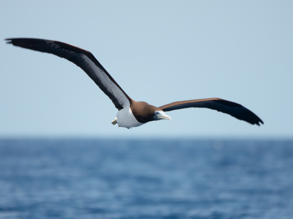סולה לבנת-בטן - ML646739498