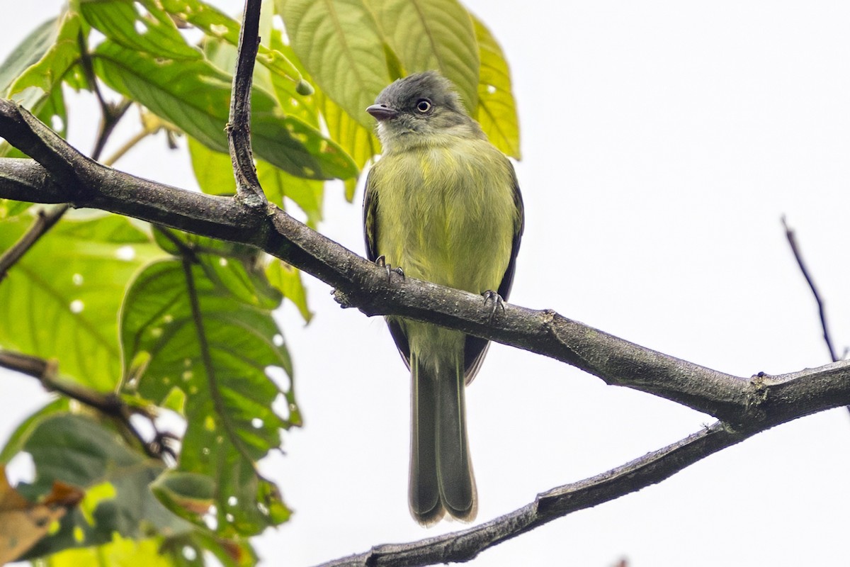 Red-billed Tyrannulet - ML646739499