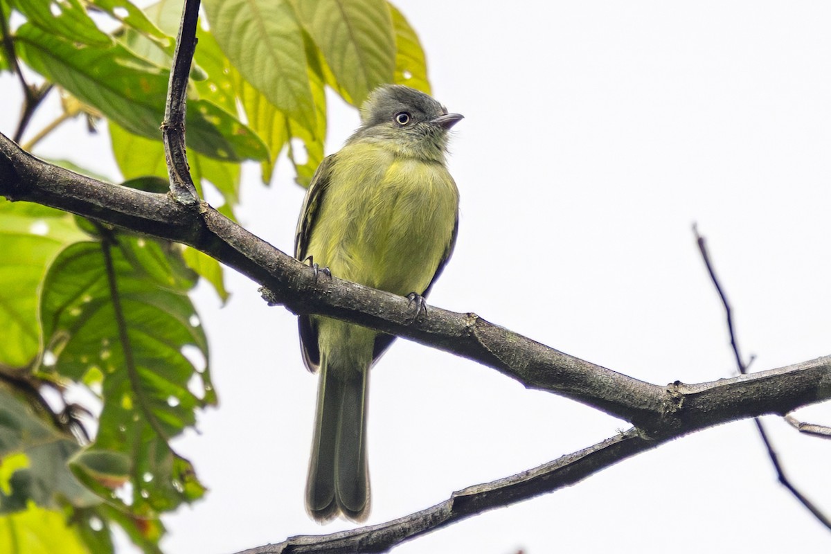 Red-billed Tyrannulet - ML646739500