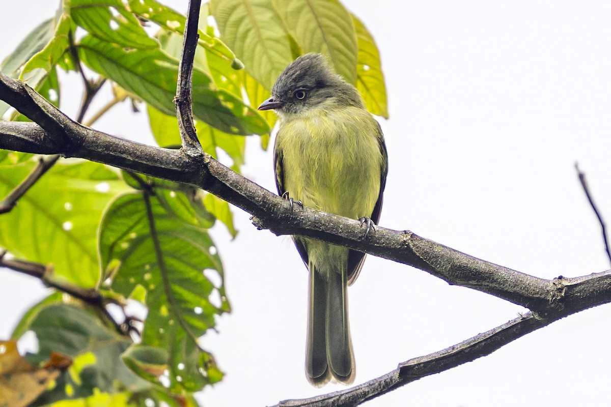 Red-billed Tyrannulet - ML646739501