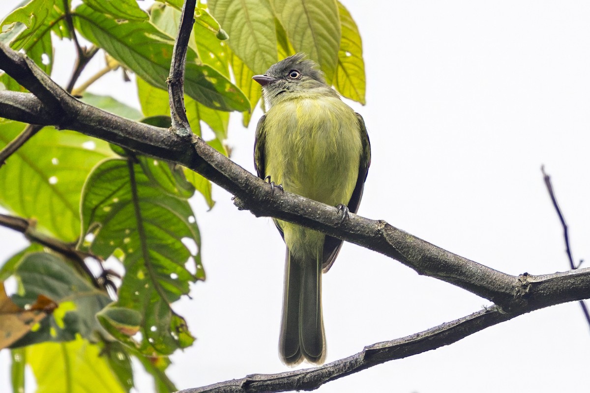 Red-billed Tyrannulet - ML646739502