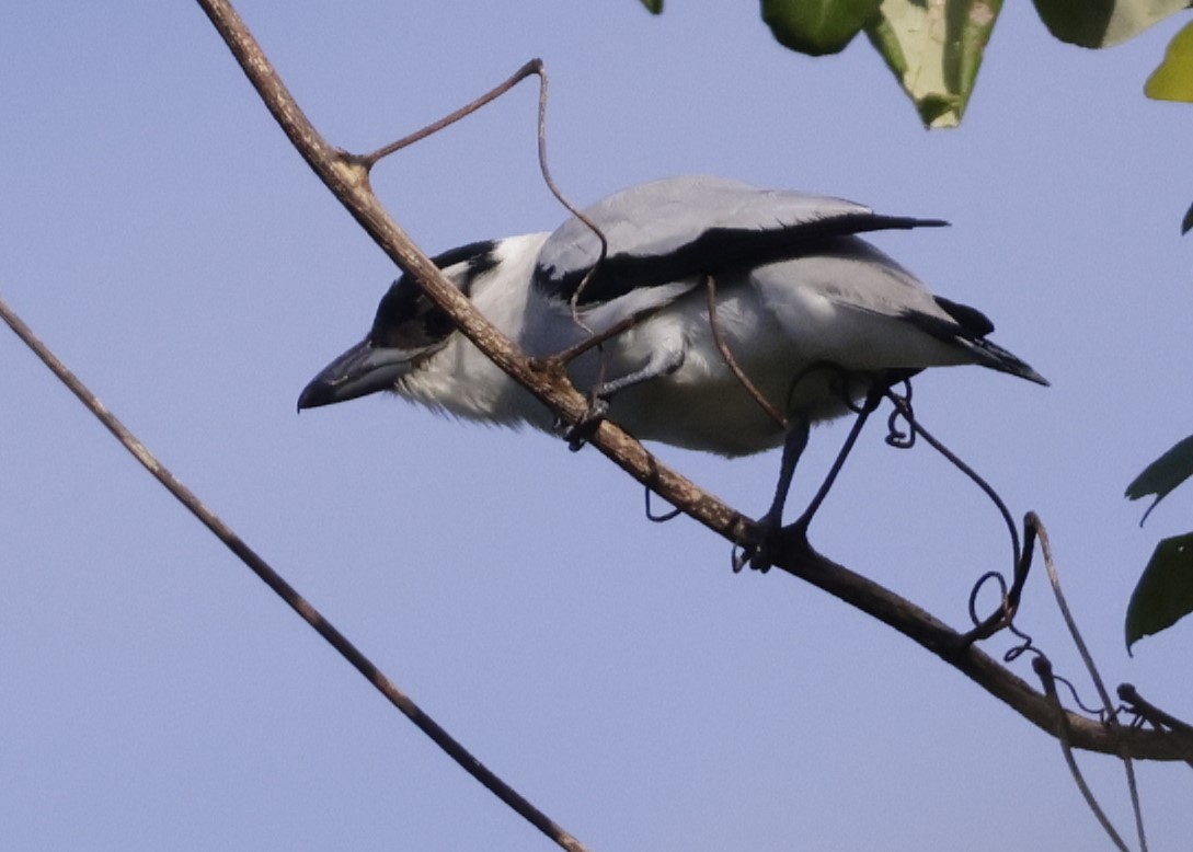 Black-crowned Tityra - ML646739503