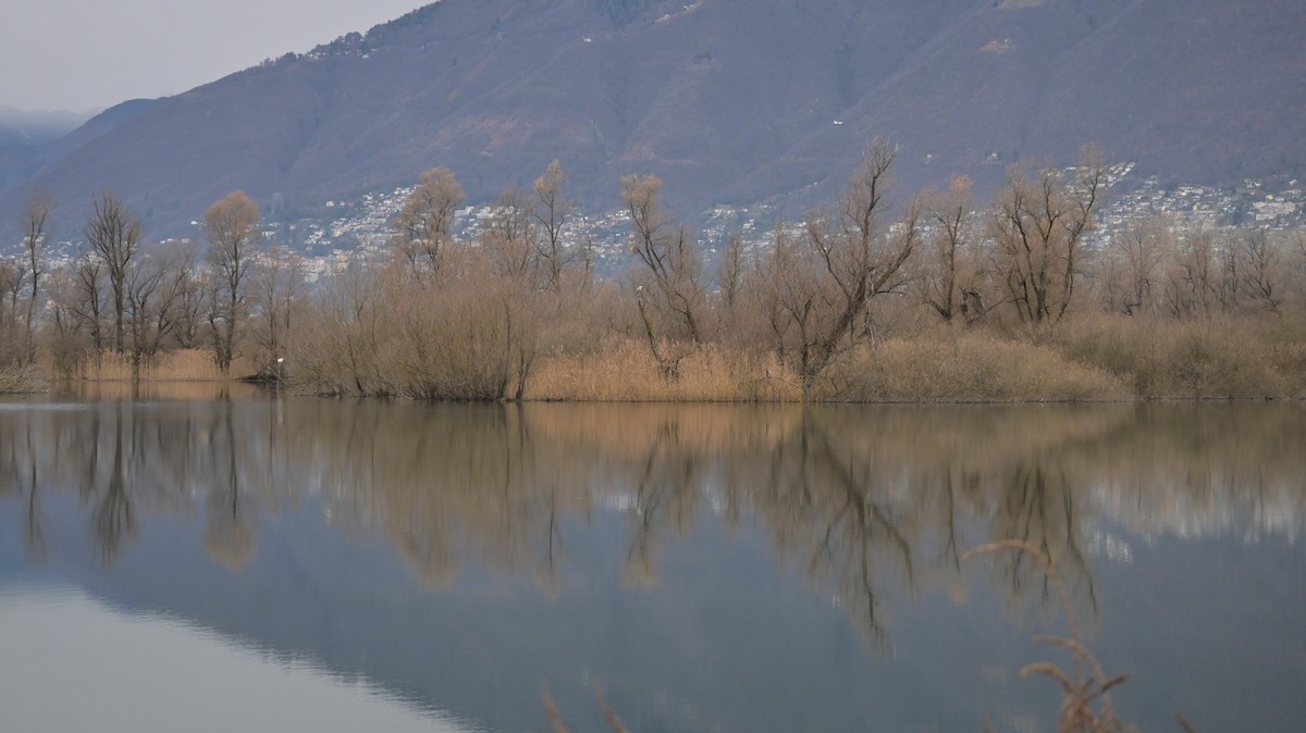 Gray Heron - ML646739504