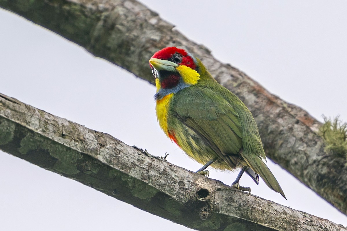 Versicolored Barbet (Blue-chinned) - ML646739505