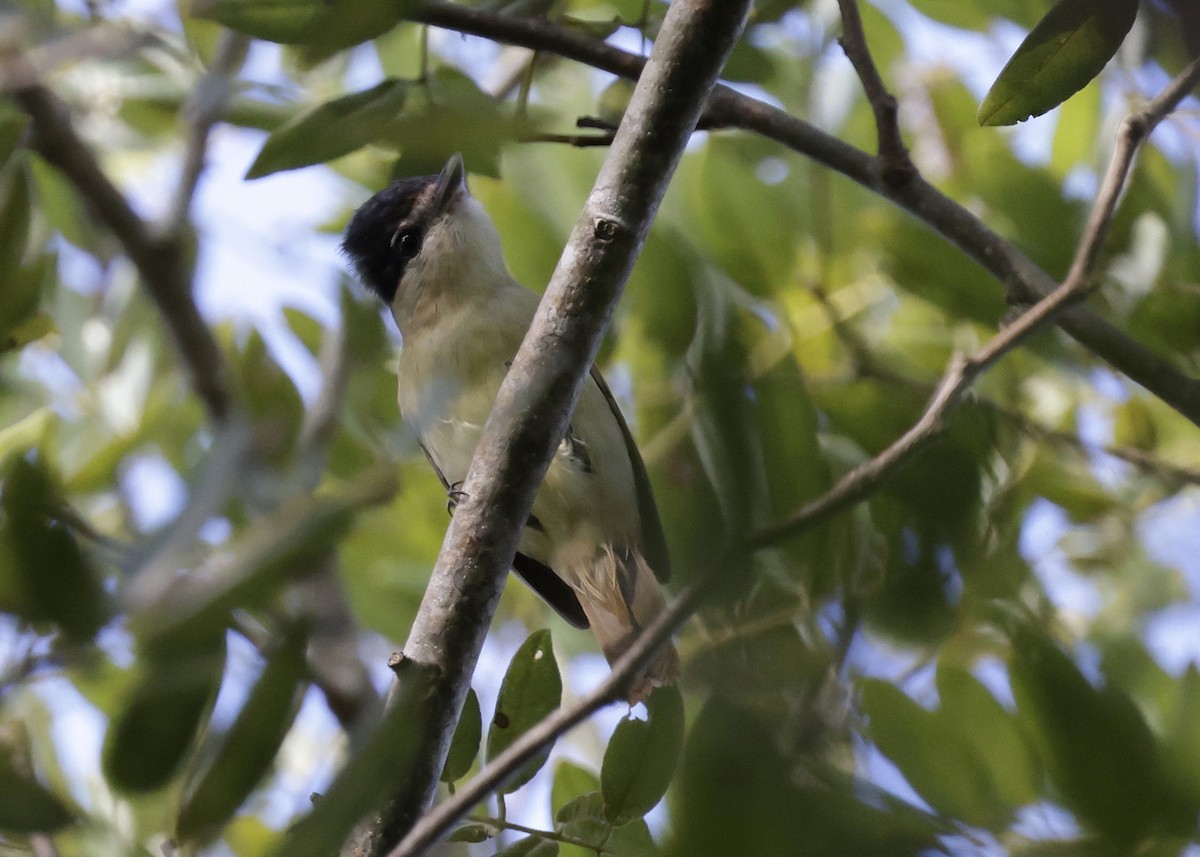 Gray-collared Becard - ML646739506