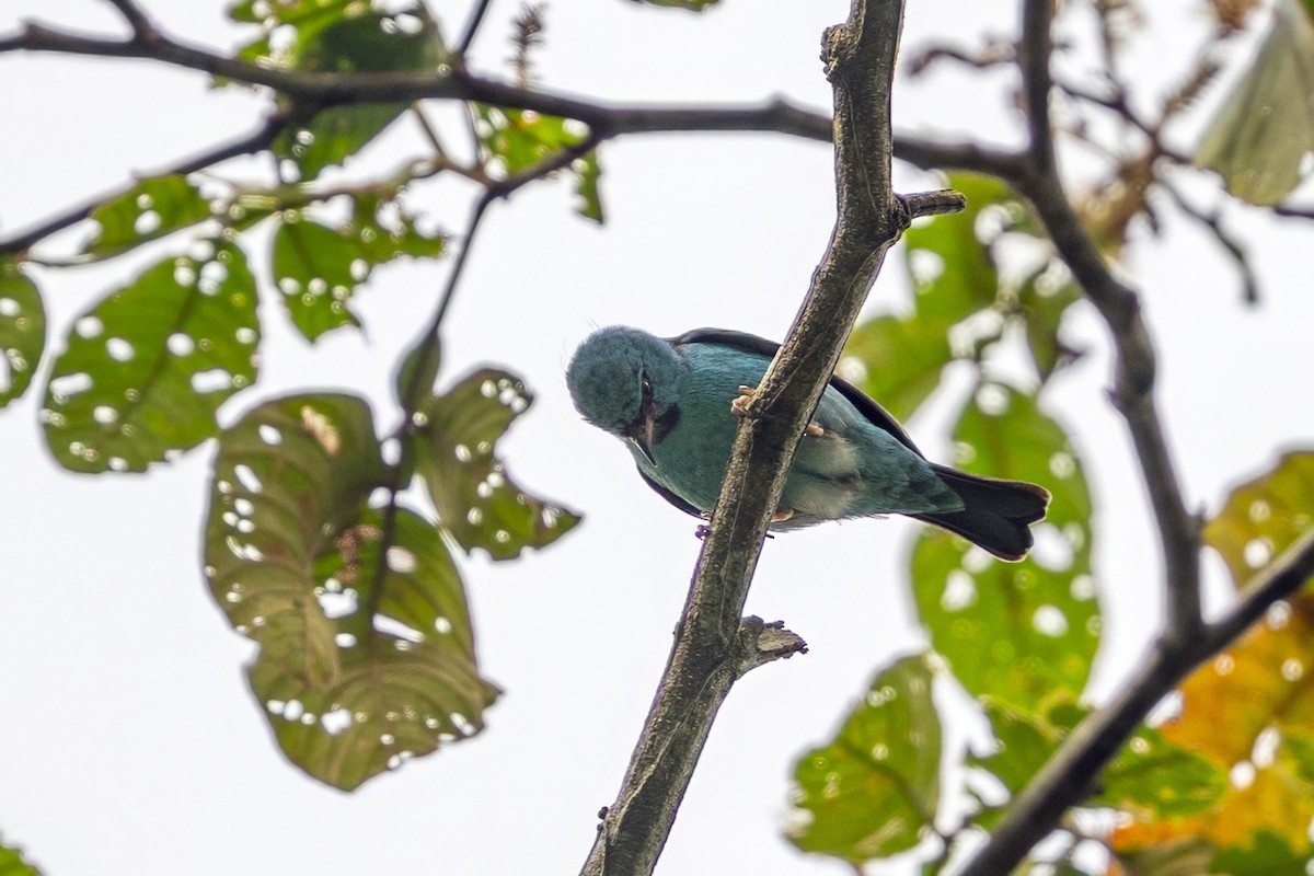Blue Dacnis - ML646739507