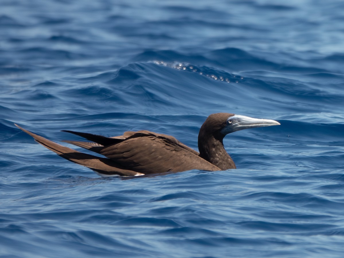 סולה לבנת-בטן - ML646739508