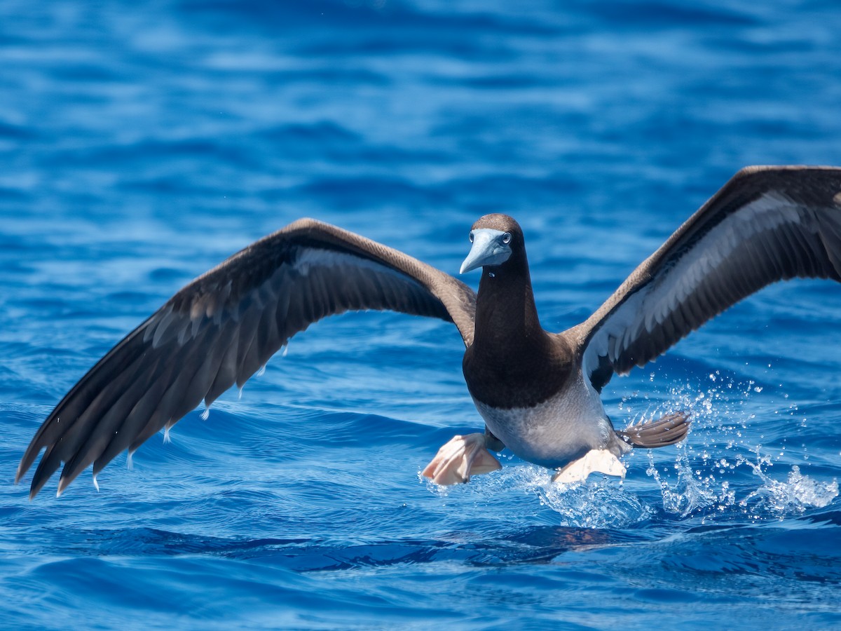 סולה לבנת-בטן - ML646739509