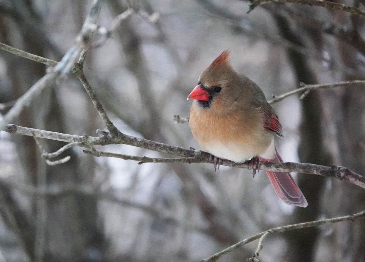 Northern Cardinal - ML646739514