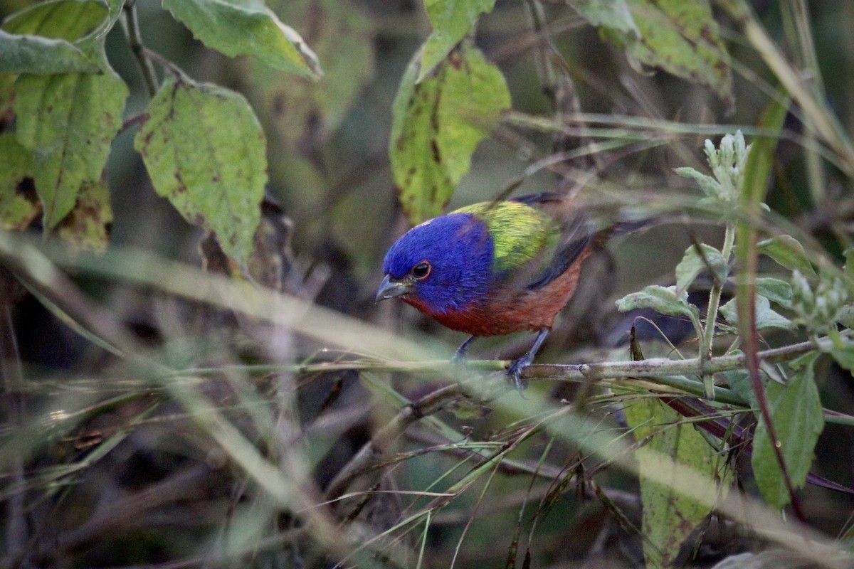 Azulillo Sietecolores - ML646739517