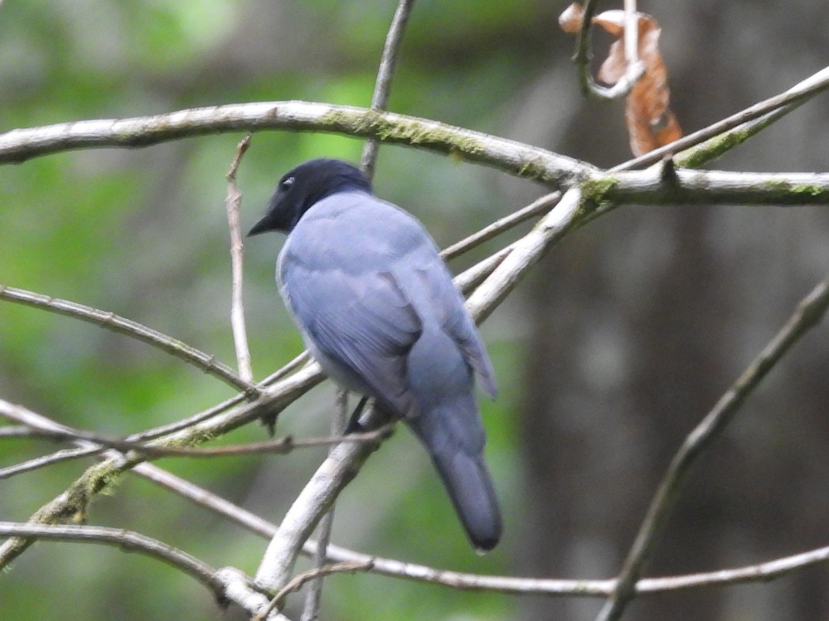 Oruguero Malgache - ML646739518