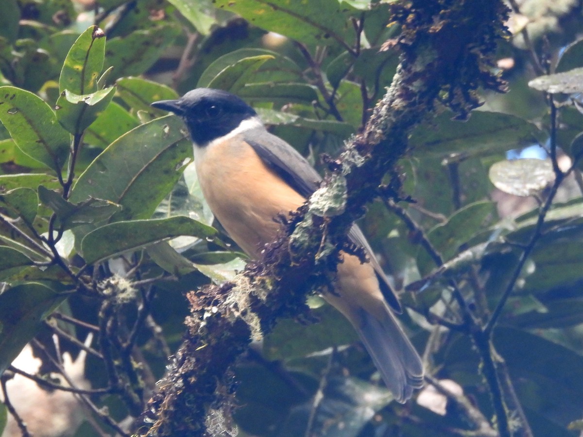 Vanga Cabecinegro - ML646739520