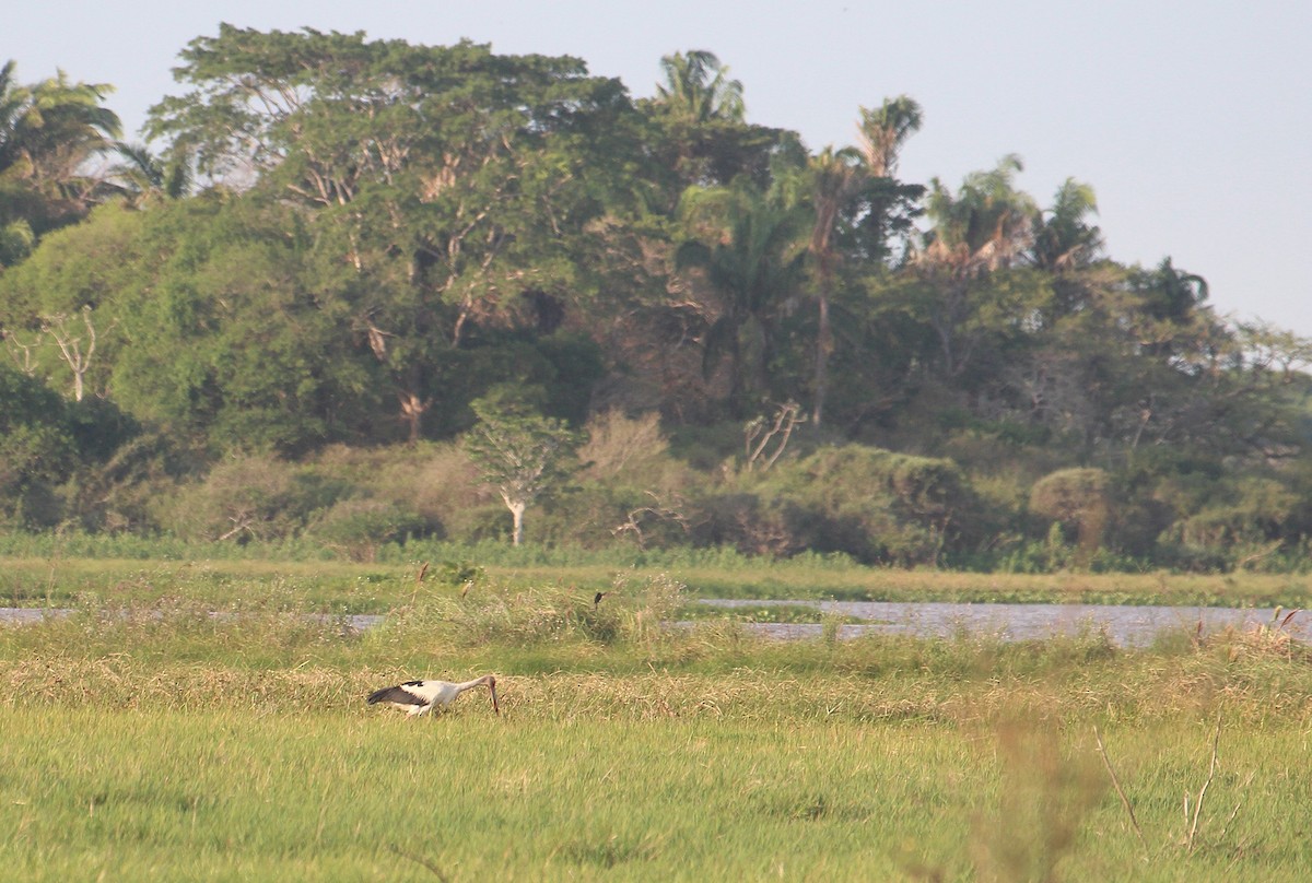 maguaristork - ML646739523