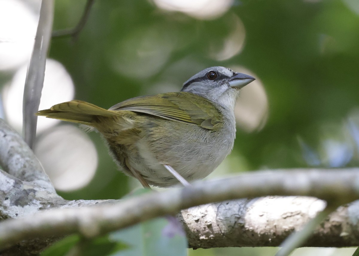 Green-backed Sparrow - ML646739527
