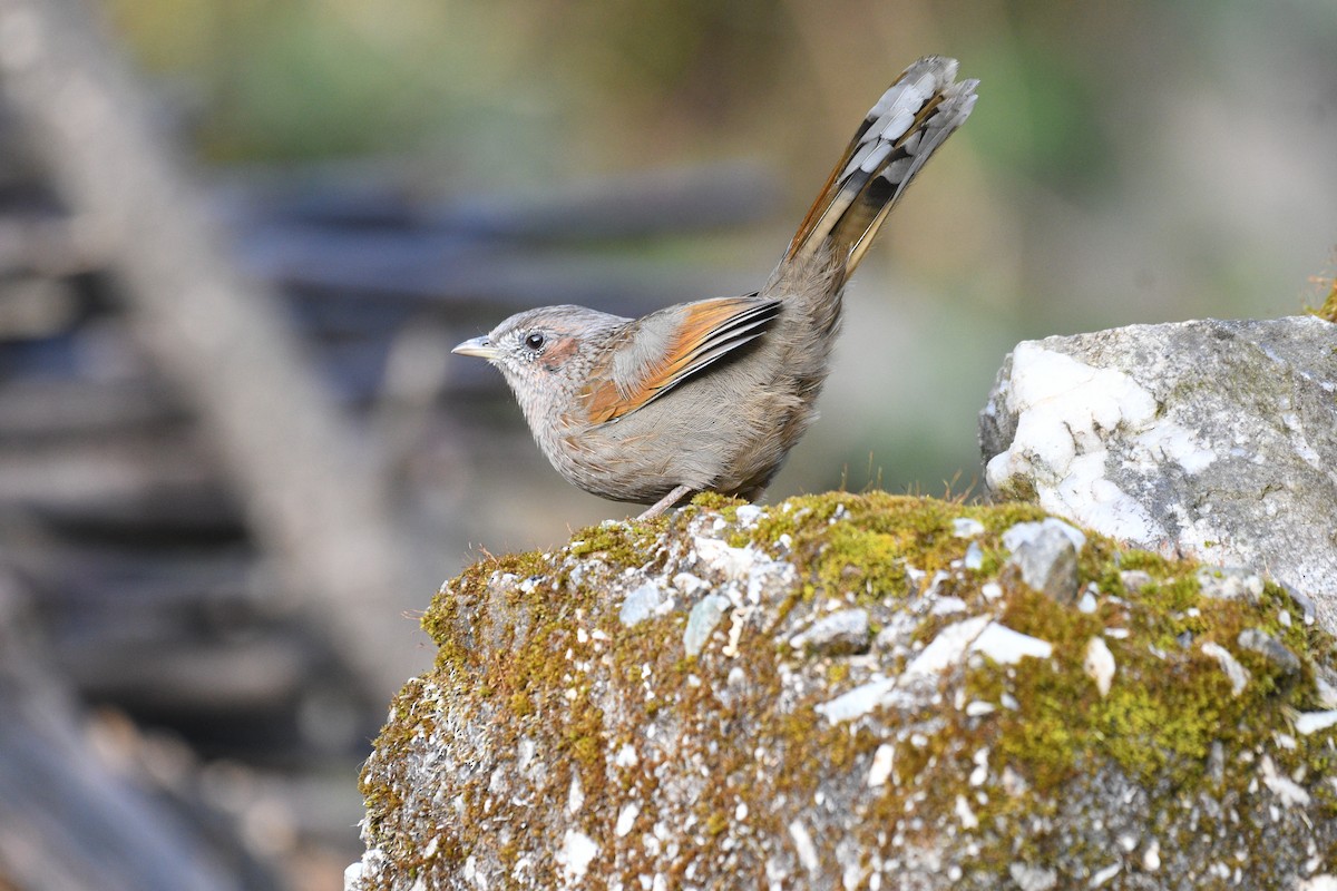 brunørelattertrost - ML646739529