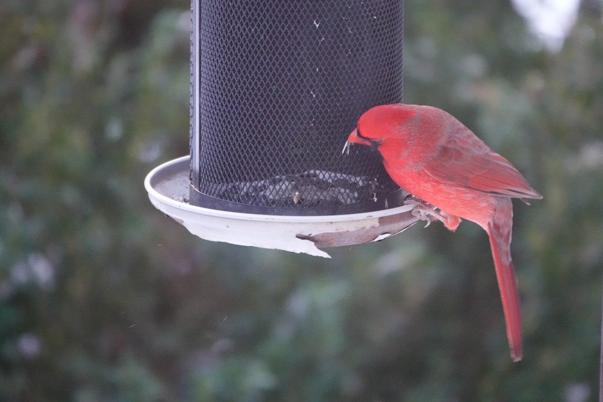 Northern Cardinal - ML646739530