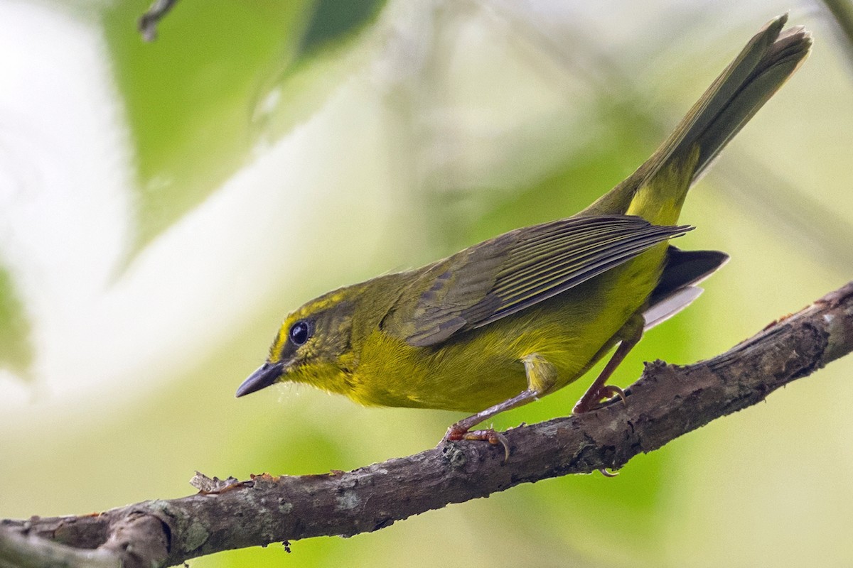 Cuzco Warbler - ML646739532