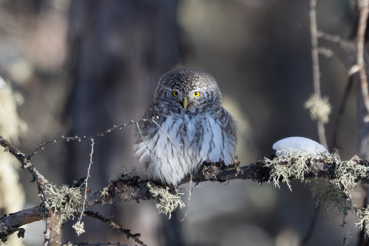 Буслаг сүлэг - ML646739534