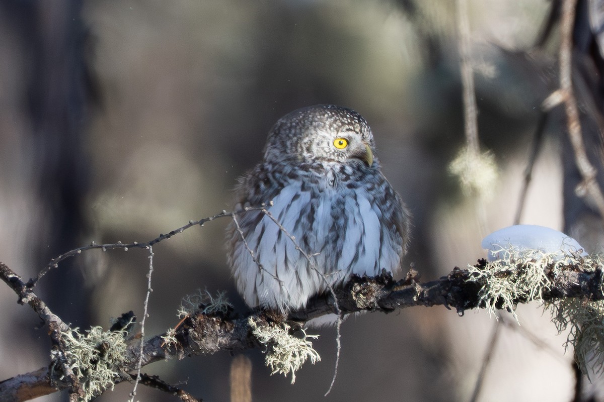 Буслаг сүлэг - ML646739535