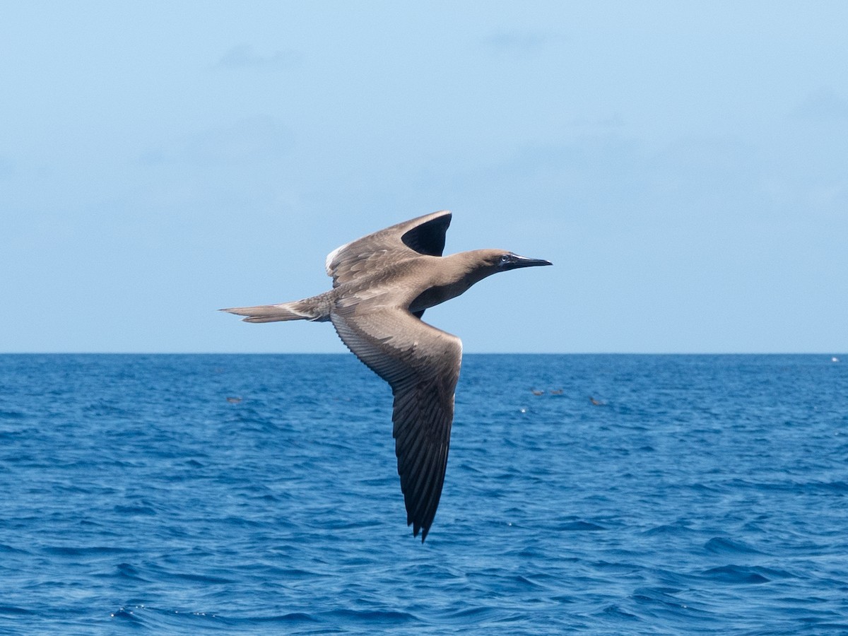 Red-footed Booby - ML646739538