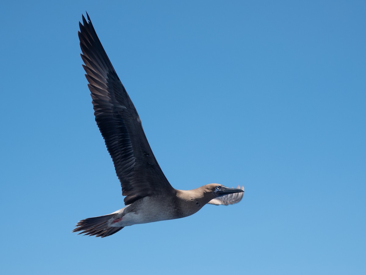 Red-footed Booby - ML646739539