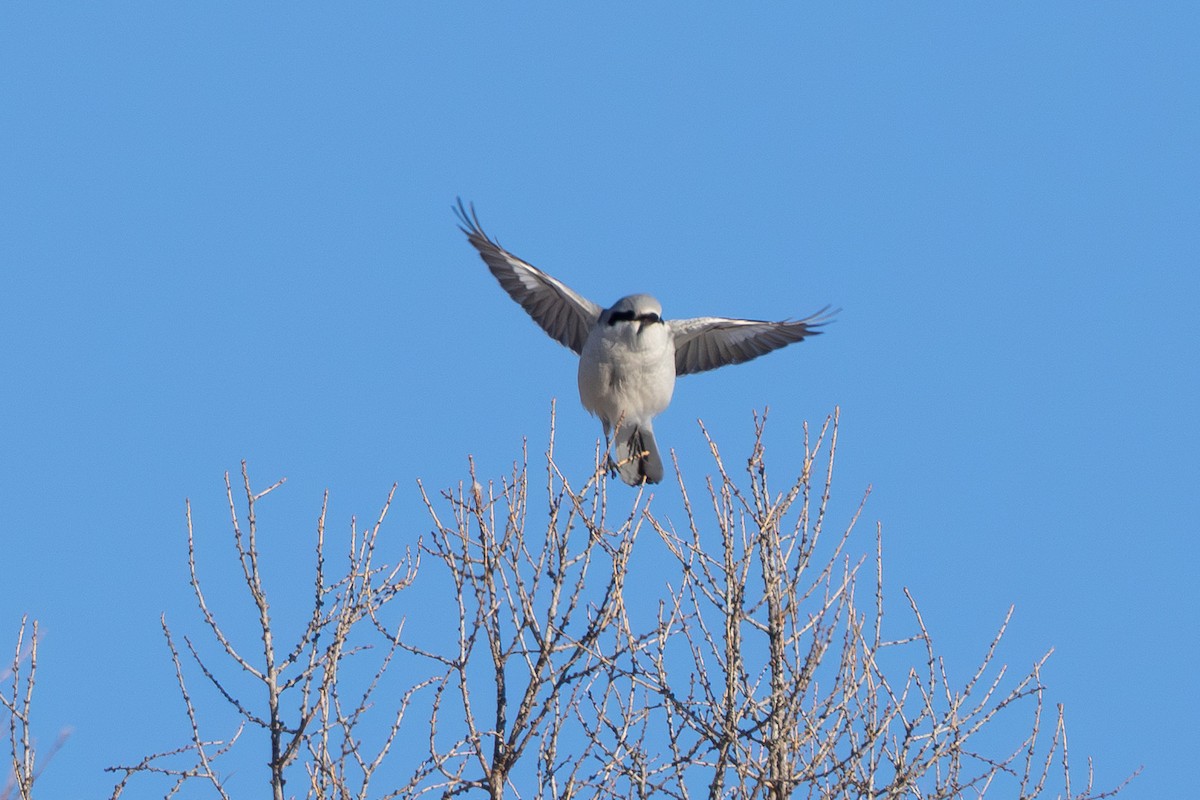 Сорокопуд північний - ML646739540