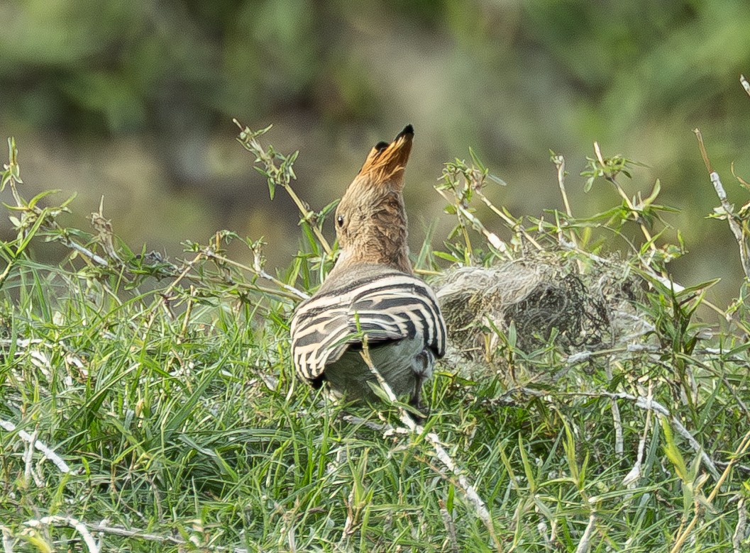 Common Hoopoe - ML646739542