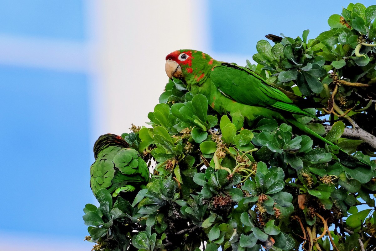 Mitred Parakeet - ML646739544