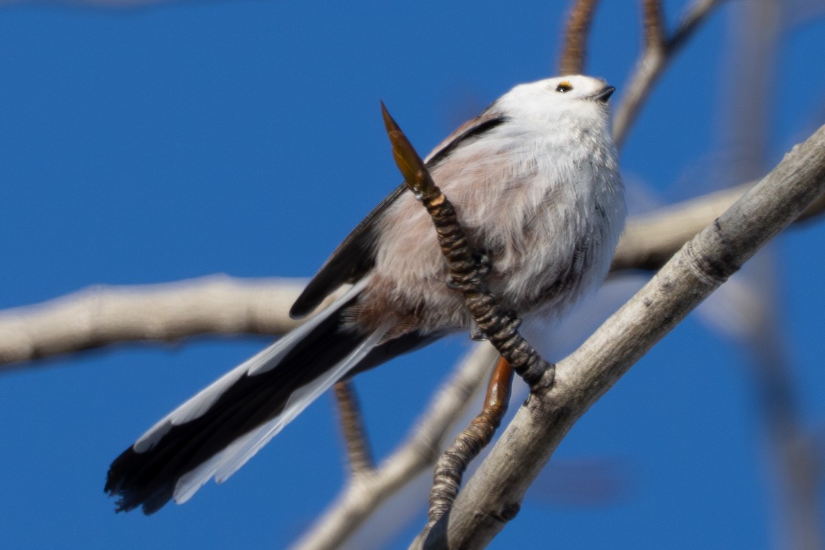 Long-tailed Tit (caudatus) - ML646739546
