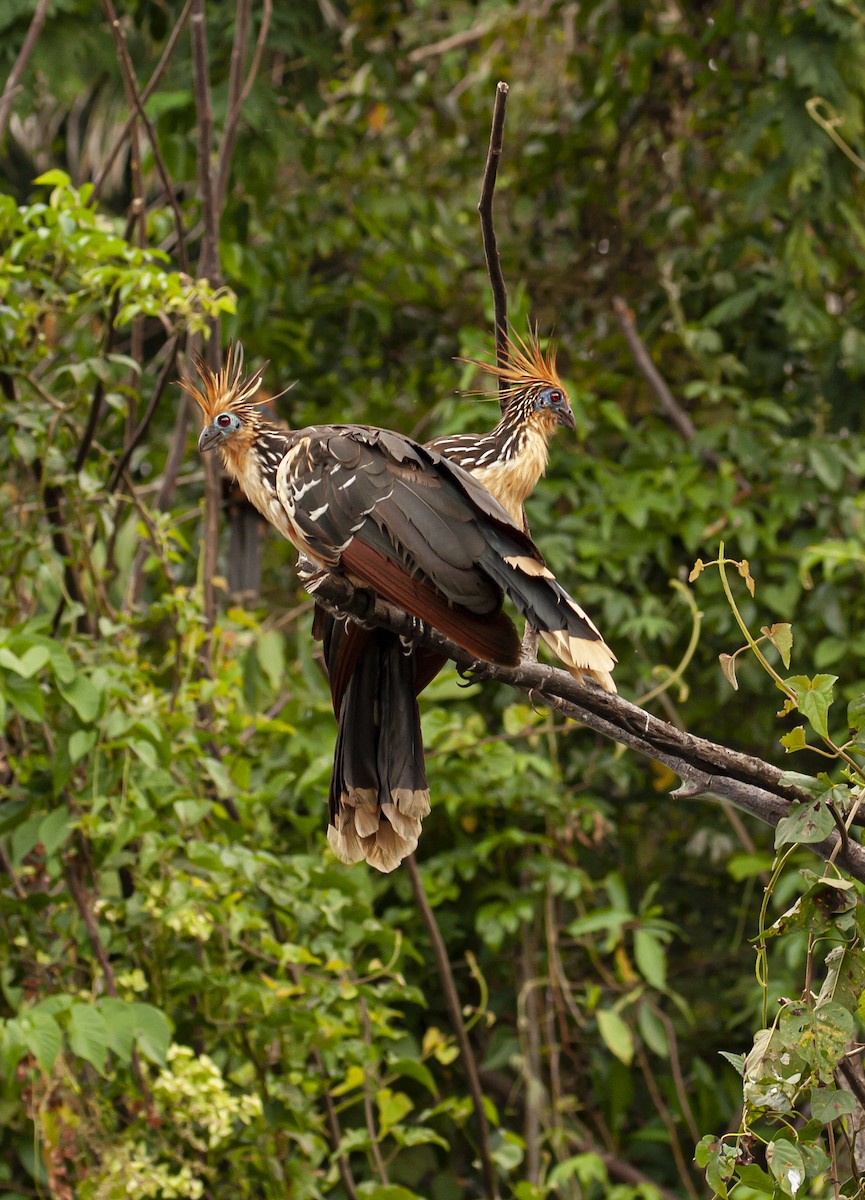 Hoatzin - ML646739547