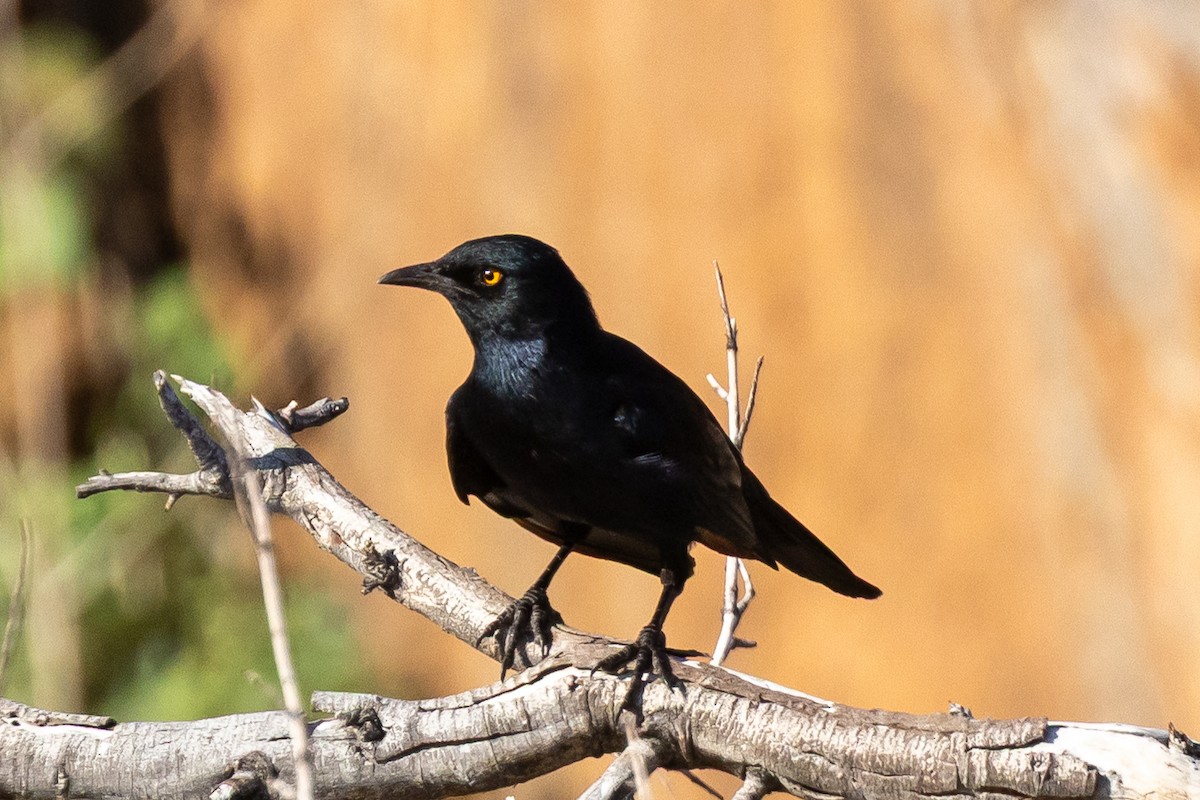 Pale-winged Starling - ML646739550
