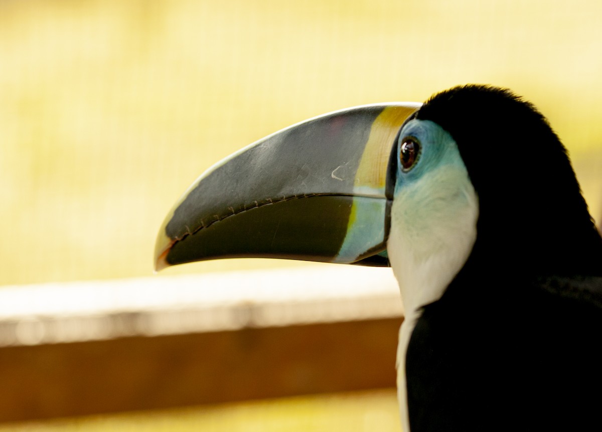 Tucán Pechiblanco - ML646739551