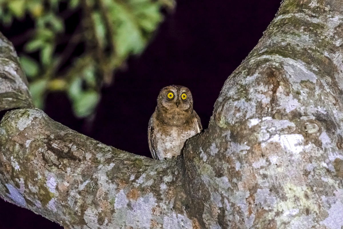 蘭嶼角鴞 - ML646739552