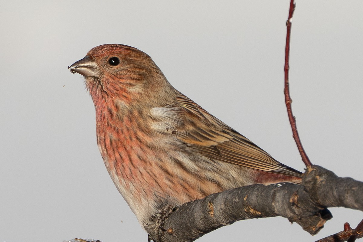 Чечевиця сибірська - ML646739553