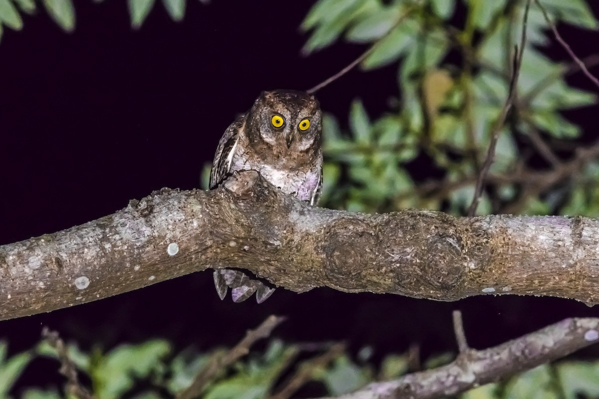 蘭嶼角鴞 - ML646739554