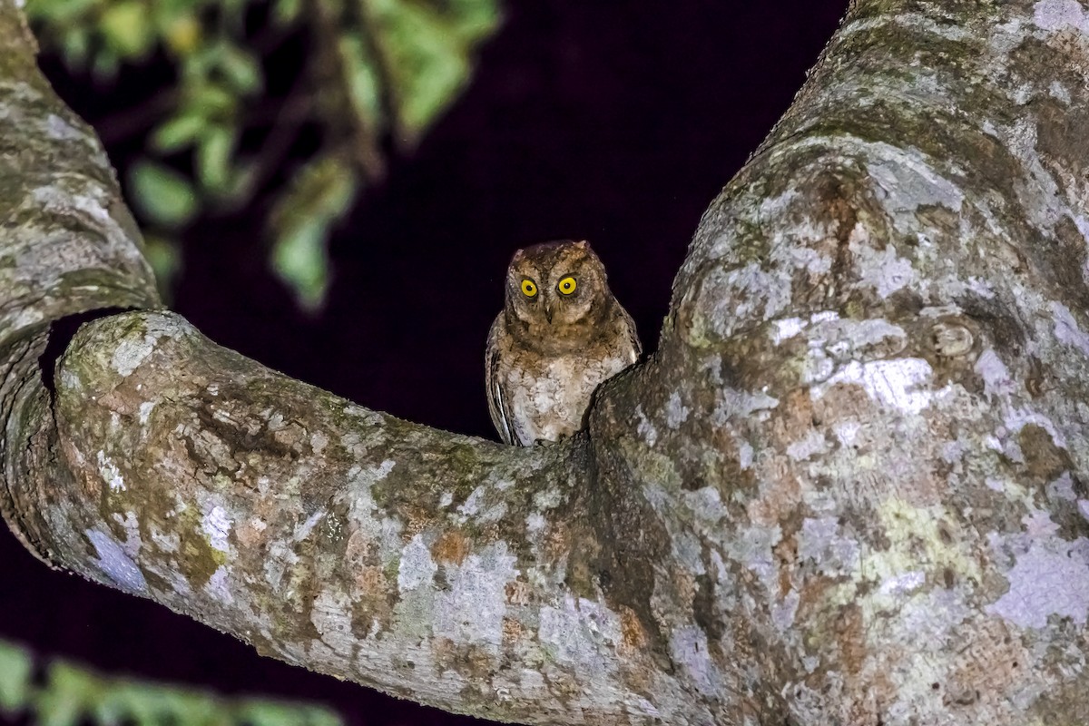 蘭嶼角鴞 - ML646739555