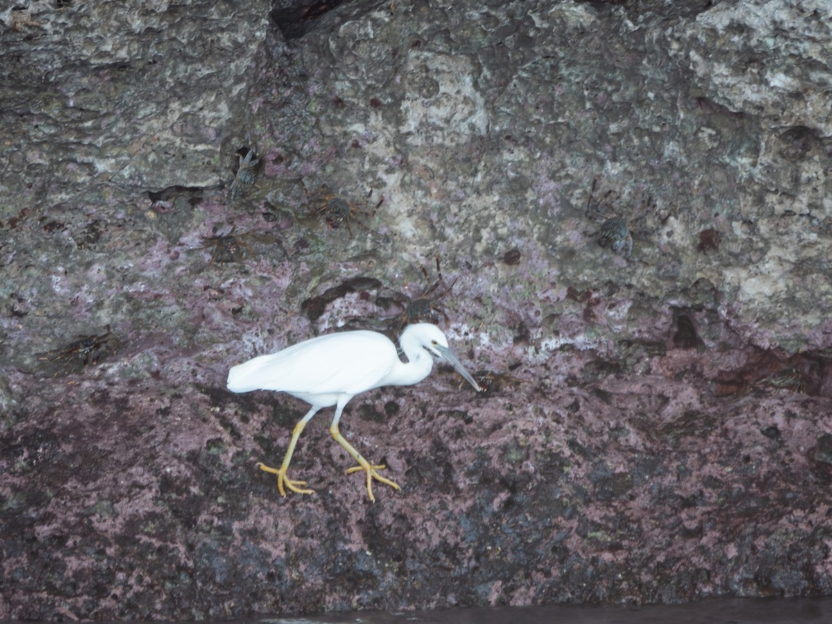 Pacific Reef-Heron - ML646739557