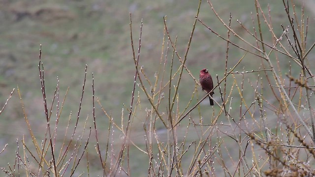Great Rosefinch - ML646739558