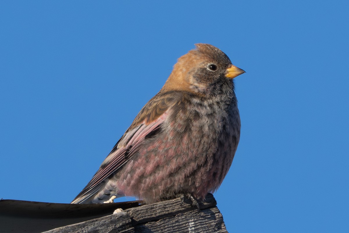 Катуньчик сибірський - ML646739559