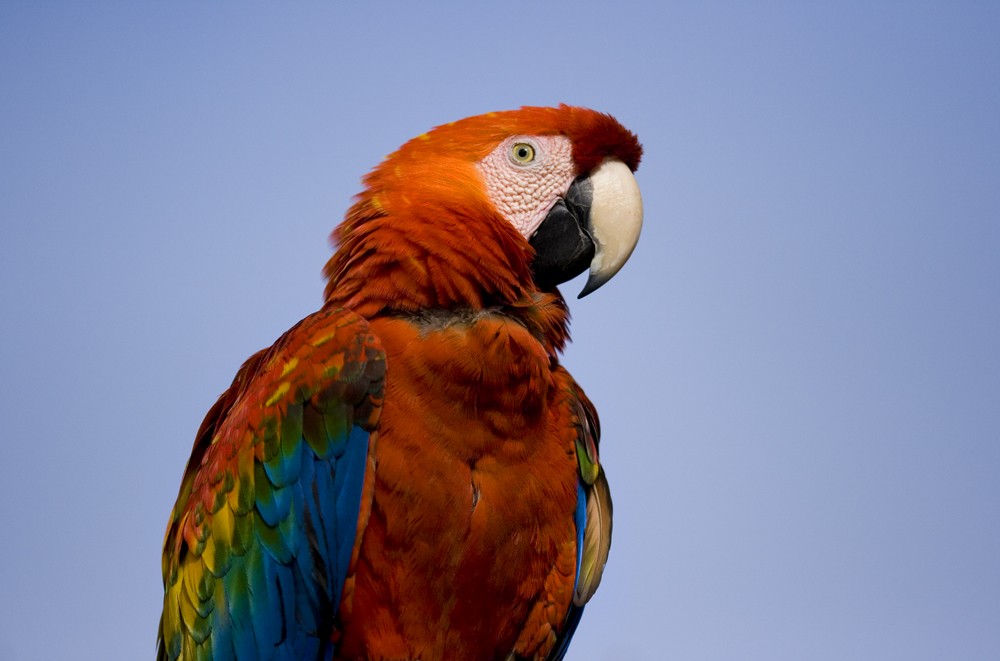 Scarlet Macaw - ML646739560