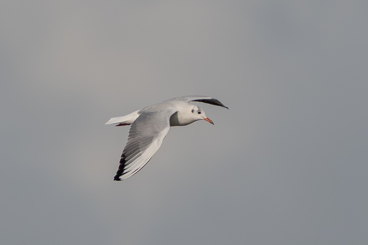 Мартин звичайний - ML646739561