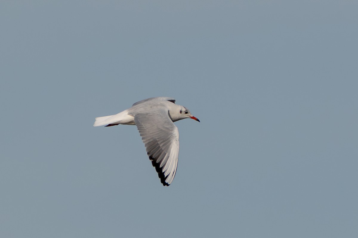 Мартин звичайний - ML646739562