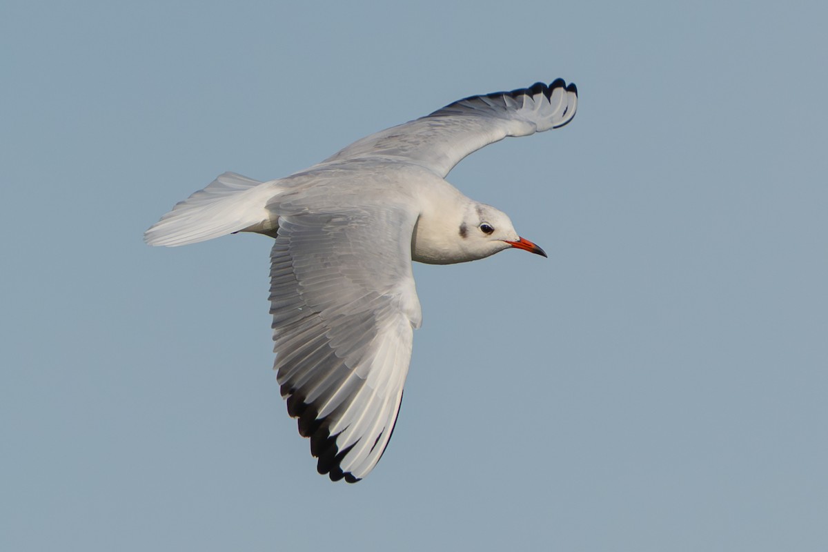 Мартин звичайний - ML646739564