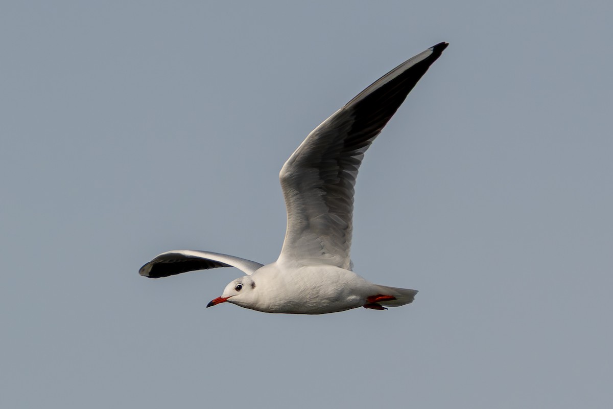 Мартин звичайний - ML646739566