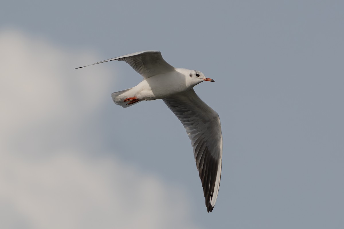 Мартин звичайний - ML646739567