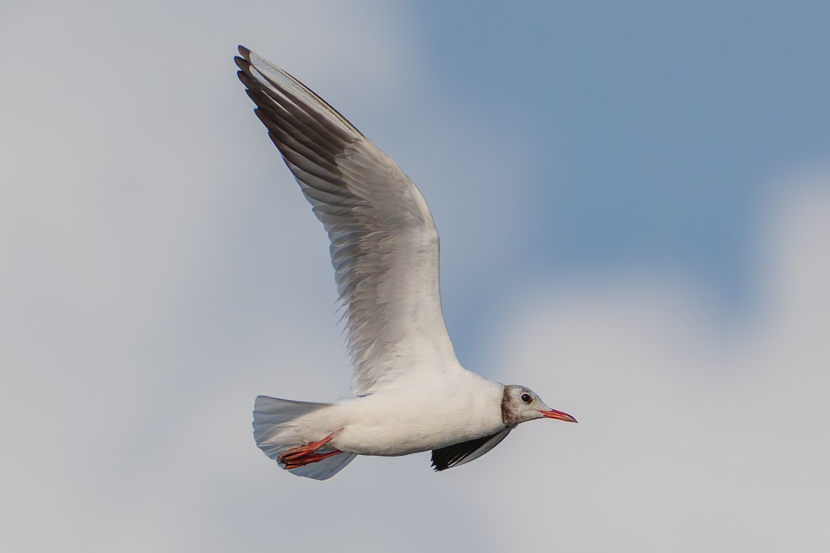 Мартин звичайний - ML646739568