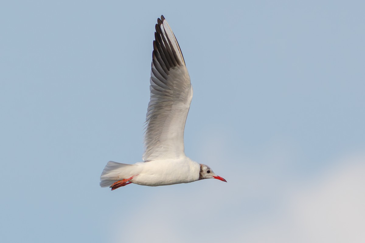 Мартин звичайний - ML646739569